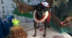 Cachorrinha Pinscher se assustou com fogos e fugiu