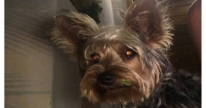 Cachorrinho desapareceu perto do BOULEVARD LAGOA