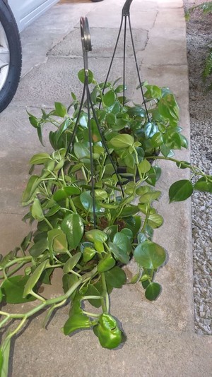 Peperomia