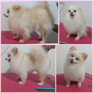 Banho e tosa cães pequenos