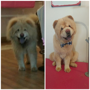 Banho e tosa Chow Chow