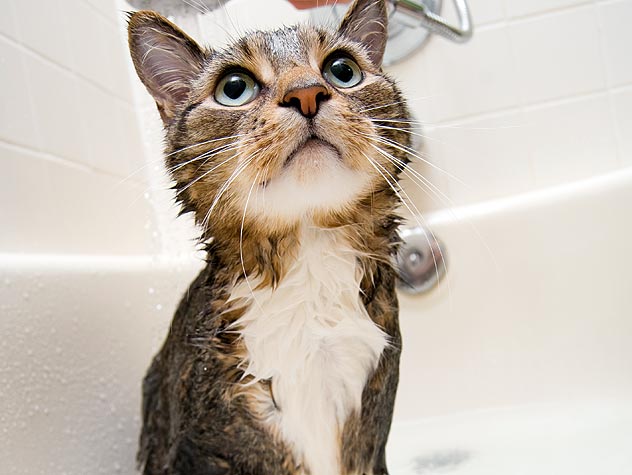 Banho de Gato