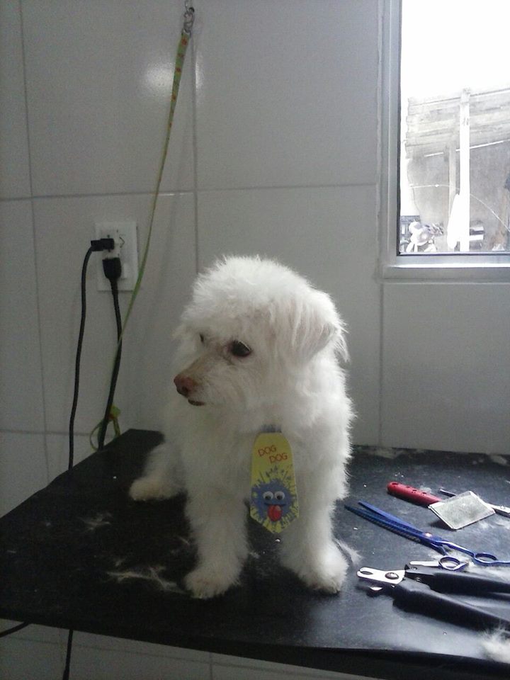 Banho e Tosa