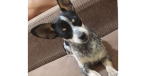 Cachorrinha da minha vó sumiu e ela está triste Cachorrinha da minha vó sumiu e ela está triste