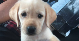Cachorrinha de 2 meses sumiu em Feu Rosa Cachorrinha de 2 meses sumiu em Feu Rosa