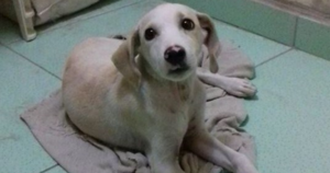 Cachorrinho achado em Feu Rosa Cachorrinho achado em Feu Rosa