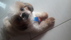 cachorrinho desaparecido cachorrinho desaparecido