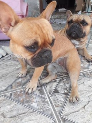 Casal de Buldogue Francês Casal de Buldogue Francês
