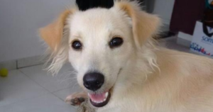 Minha cachorrinha fugiu em Feu Rosa Minha cachorrinha fugiu em Feu Rosa