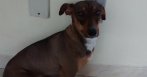 SOS CACHORRINHA DESAPARECIDA OFERECEMOS RECOMPENSA SOS CACHORRINHA DESAPARECIDA OFERECEMOS RECOMPENSA